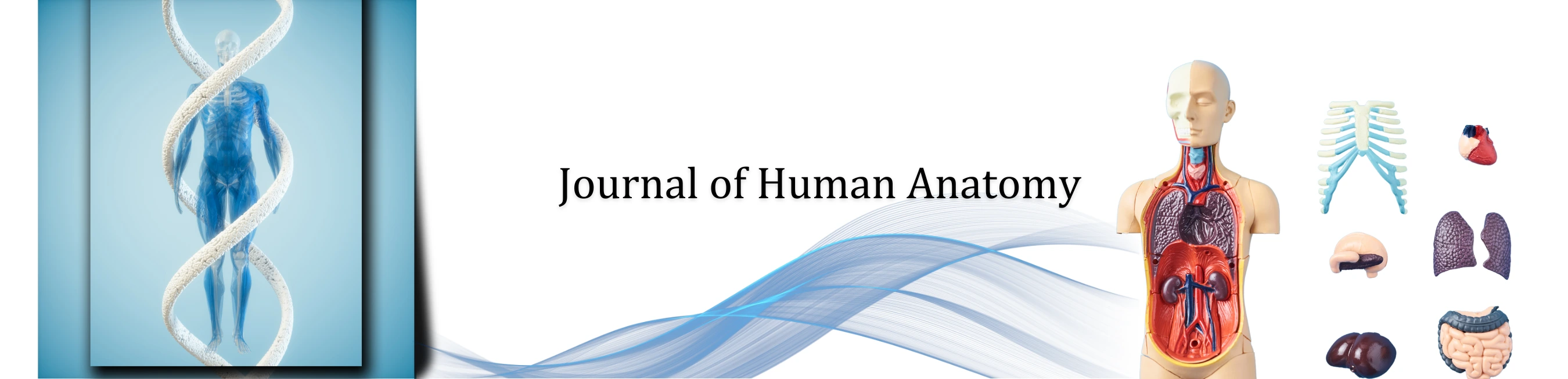 Banner Image of Journal of Human Anatomy